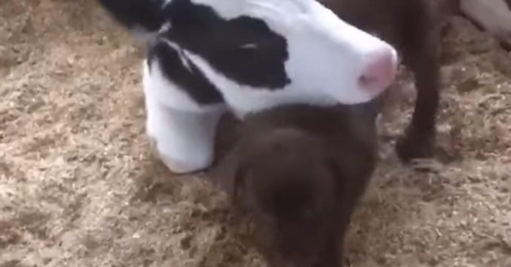 Cucciolo di cane con un vitellino