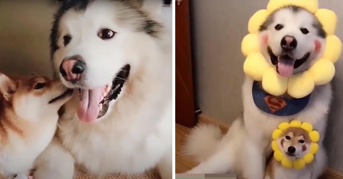 Il “gigante” Alaskan Malamute e il cucciolo di Shiba Inu sono migliori amici (video)