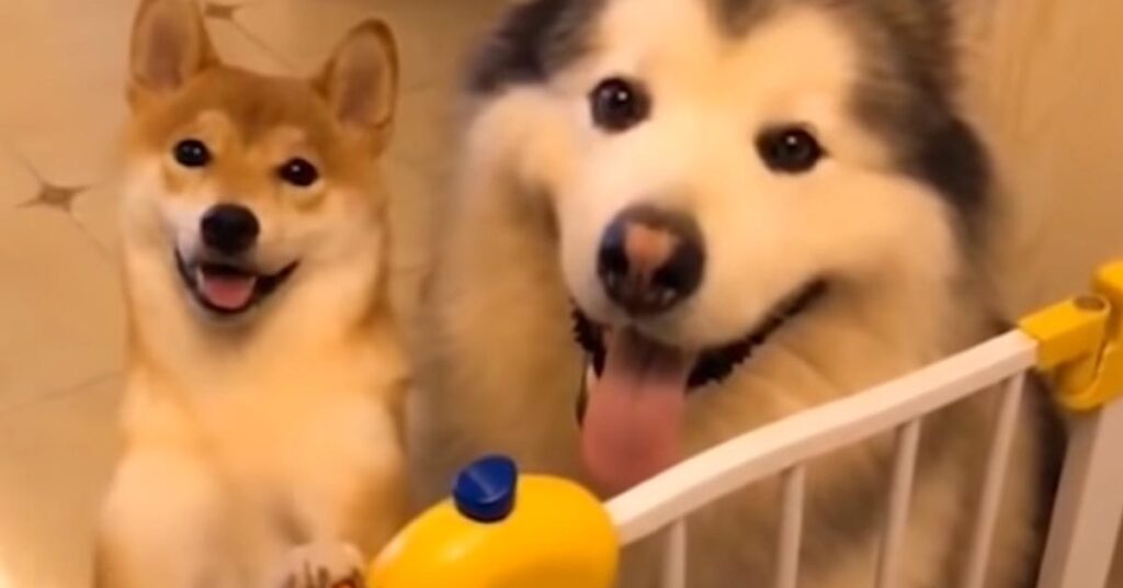 Alaskan Malamute con Shiba Inu