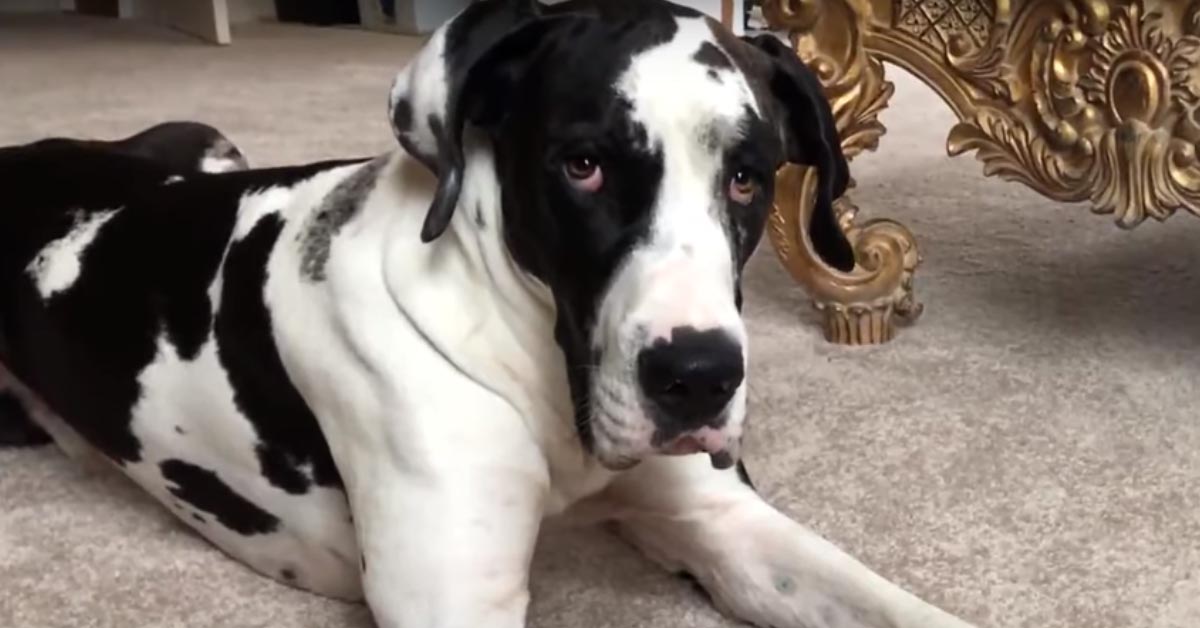 Il grande e grosso Alano è innamorato pazzo del suo giocattolo preferito (video)