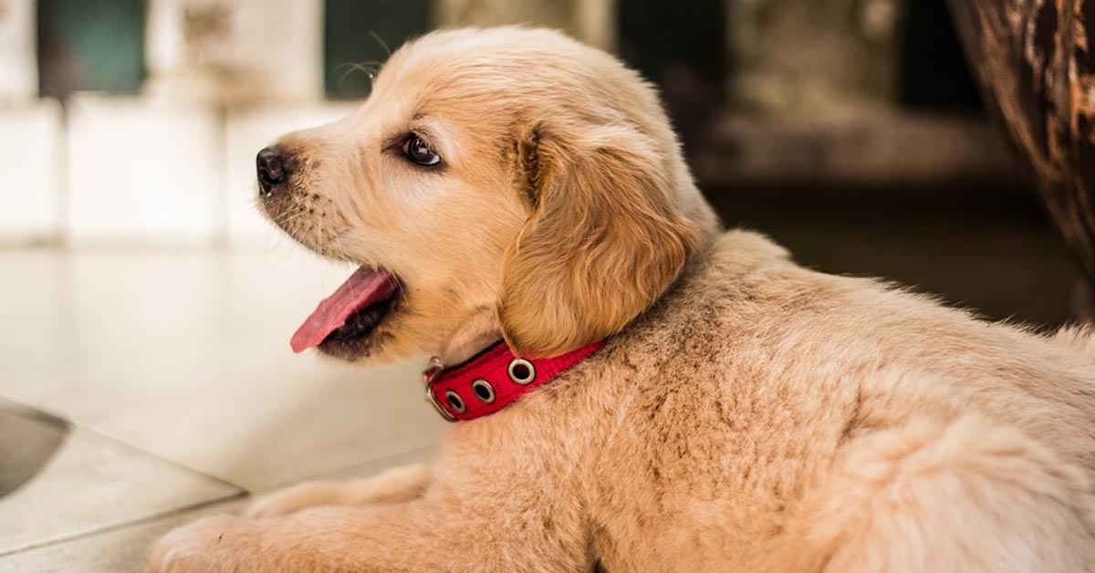 Il papà Golden Retriever insegna un po’ di disciplina al suo cucciolo (video)