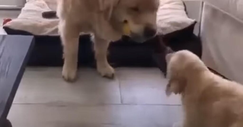 Golden Retriever che gioca con un cucciolo