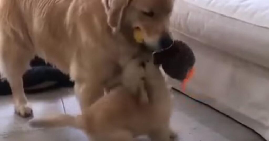 Golden Retriever che gioca con un cucciolo