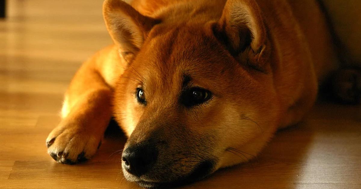 Il papà incontra per la prima volta il suo cucciolo di Shiba Inu ormai “adolescente” (video)