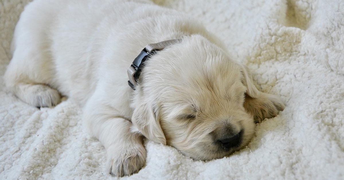Il tenero Golden Retriever canta mentre dorme (video)