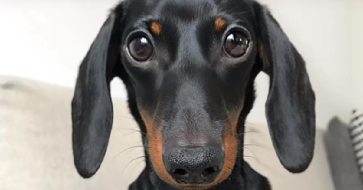 Il tenero cucciolo di Bassotto è il migliore amico di tutti gli animali della fattoria (video)