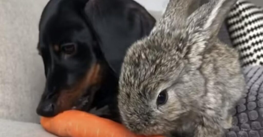 Cucciolo di Bassotto con un coniglio