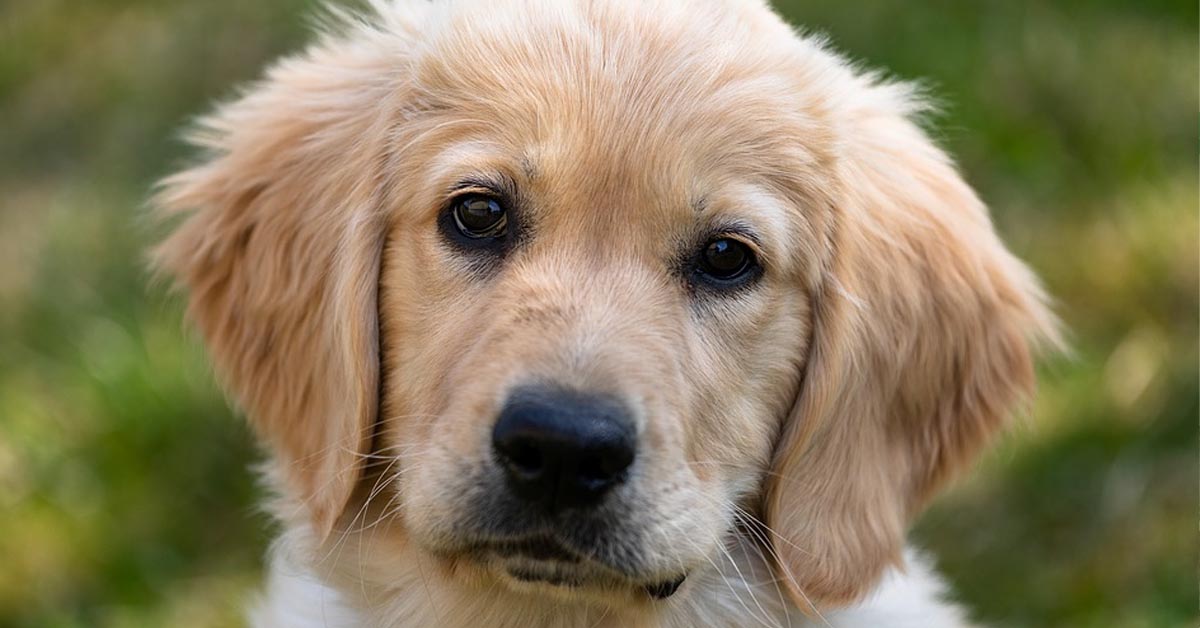 Il tenero cucciolo di Golden Retriever adora spiare dentro una fontana d’acqua (video)