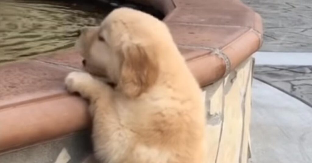 Cucciolo di Golden Retriever che osserva