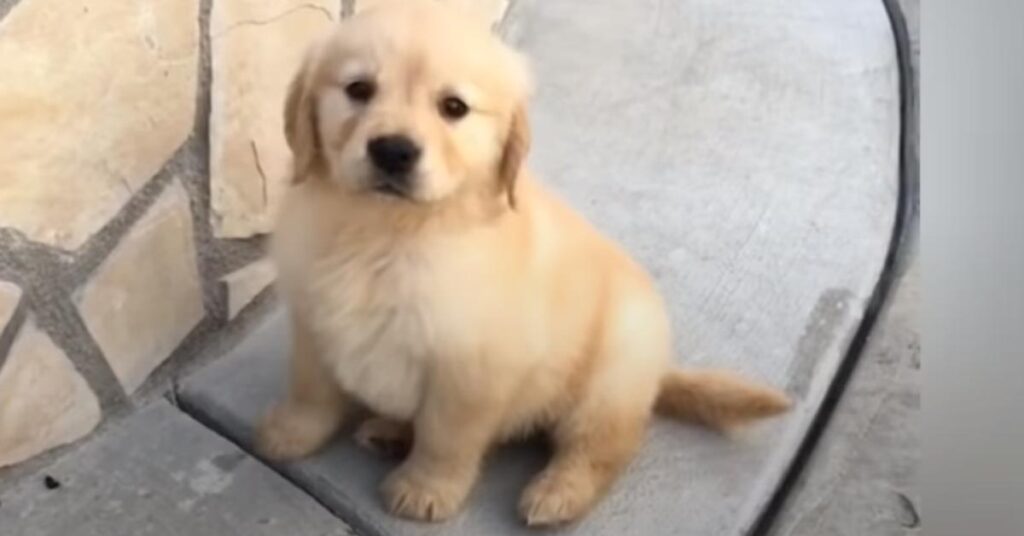 Cucciolo di Golden Retriever che osserva