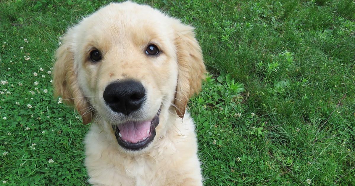 Il tenero cucciolo di Golden Retriever diventa amico di alcuni piccolissimi maialini (video)