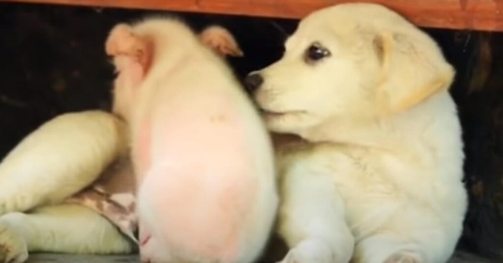 Cucciolo di Golden Retriever con un maialino