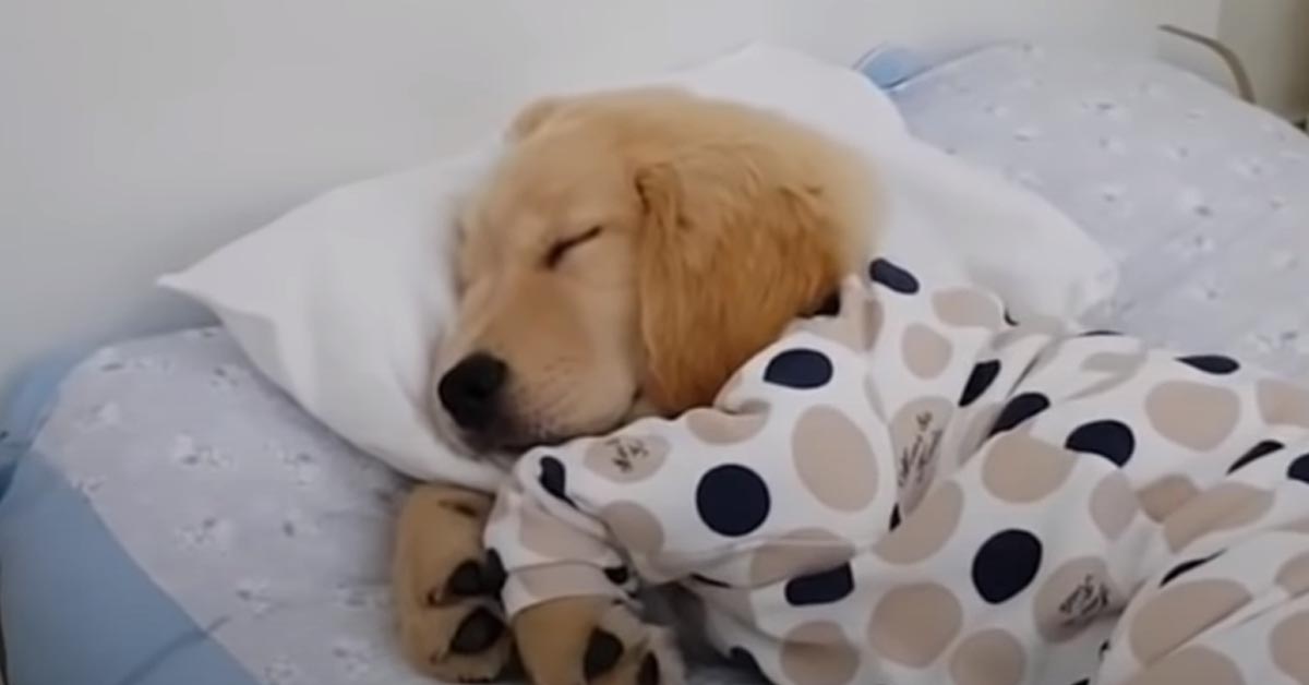 Il tenero cucciolo di Golden Retriever dorme con indosso il suo pigiamino (video)