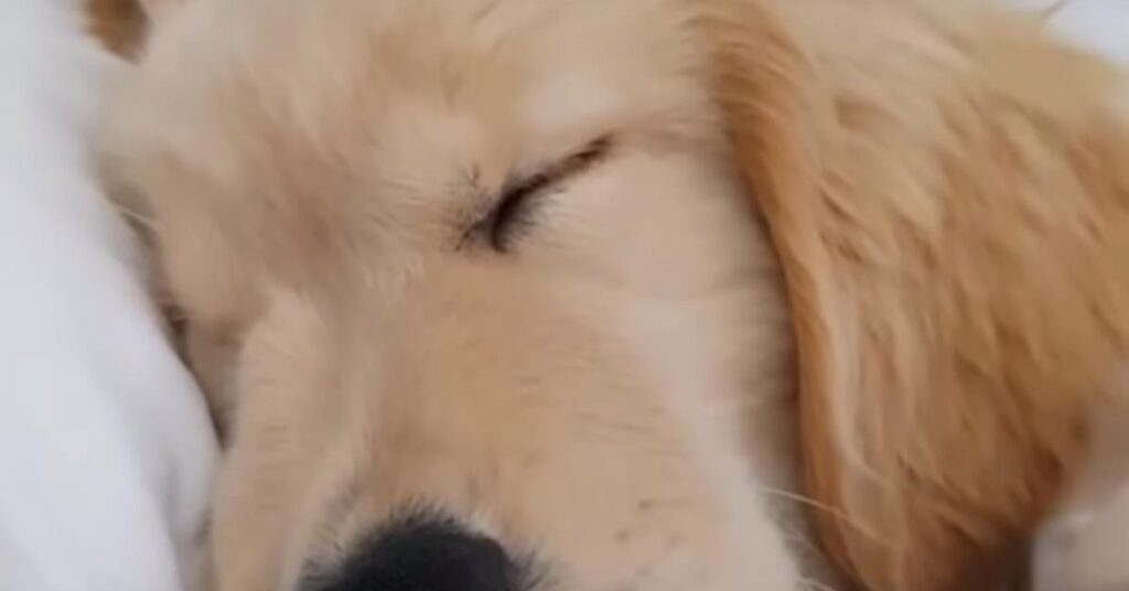 Cucciolo di Golden Retriever che dorme
