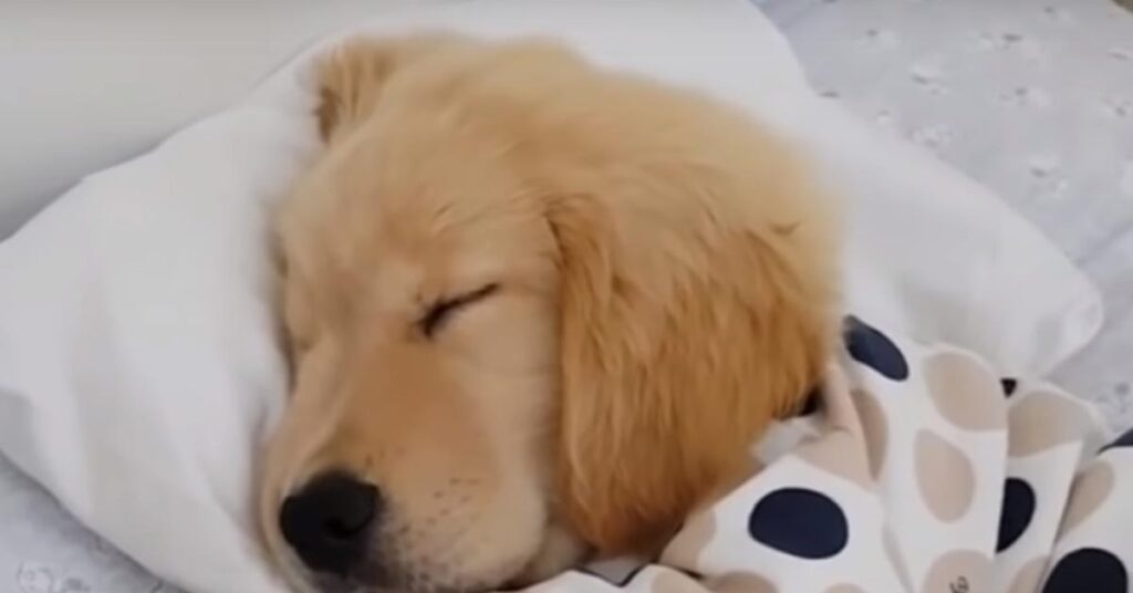 Cucciolo di Golden Retriever che dorme