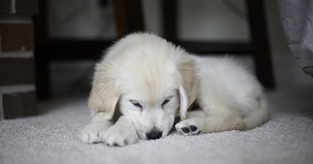 Il tenero cucciolo di Golden Retriever lotta contro se stesso allo specchio (video)