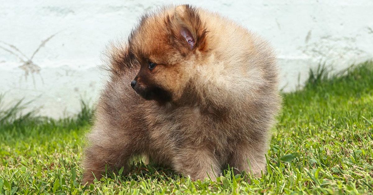 Il tenero cucciolo di Pomerania “affronta” un peluche a forma di foca (video)