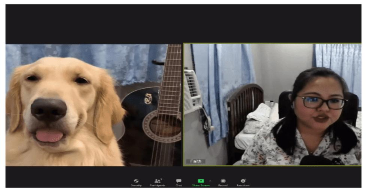 videochiamata con Golden Retriever