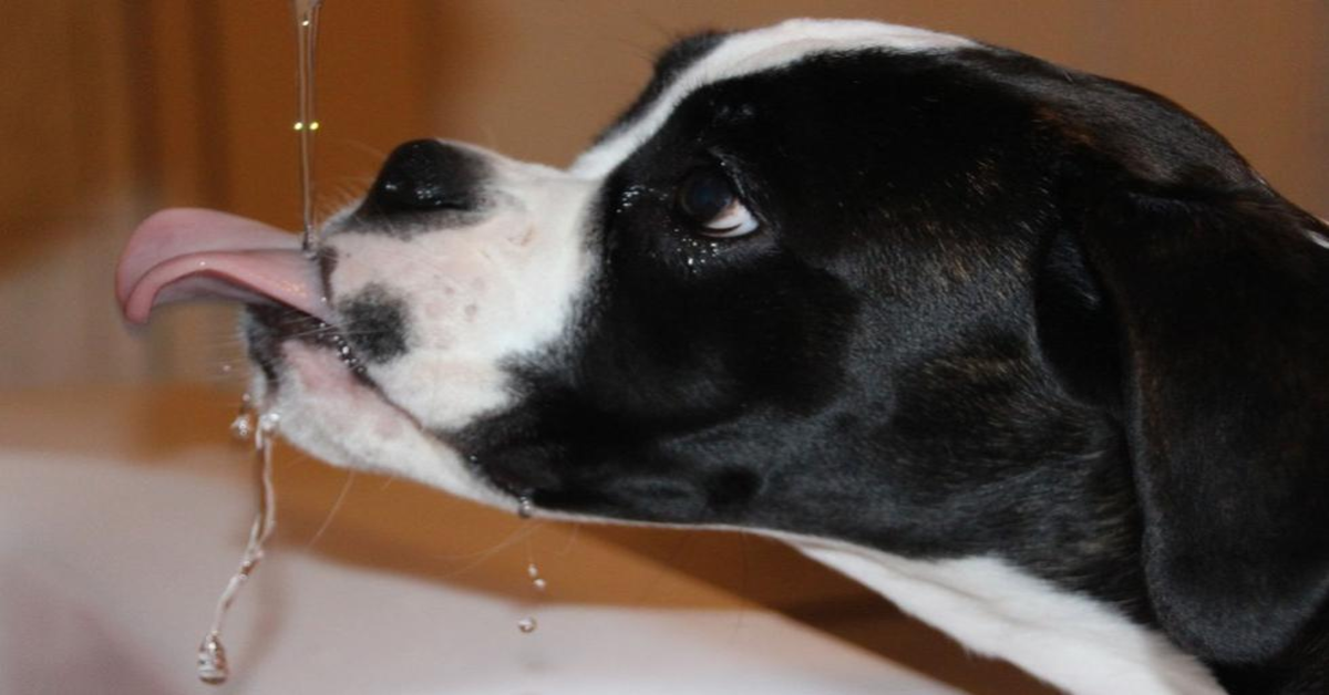 Un adorabile cucciolo di cane applica un incredibile trucco per calmare la sua sete (VIDEO)