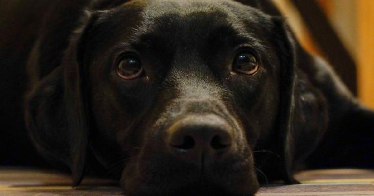 Apollo, un cucciolo di cane che reagisce buffamente quando il padrone mette in pausa il suo programma preferito (VIDEO)