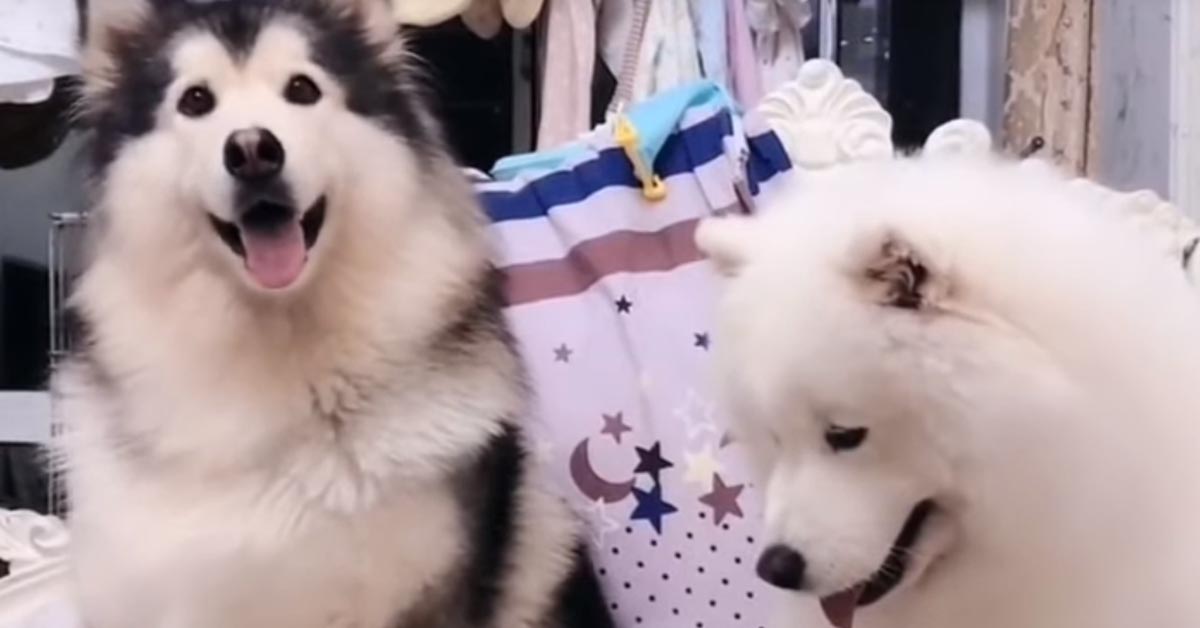 L’Alaskan Malamute e il Samoiedo conoscono il nuovo “fratellino” e il momento è magico (video)