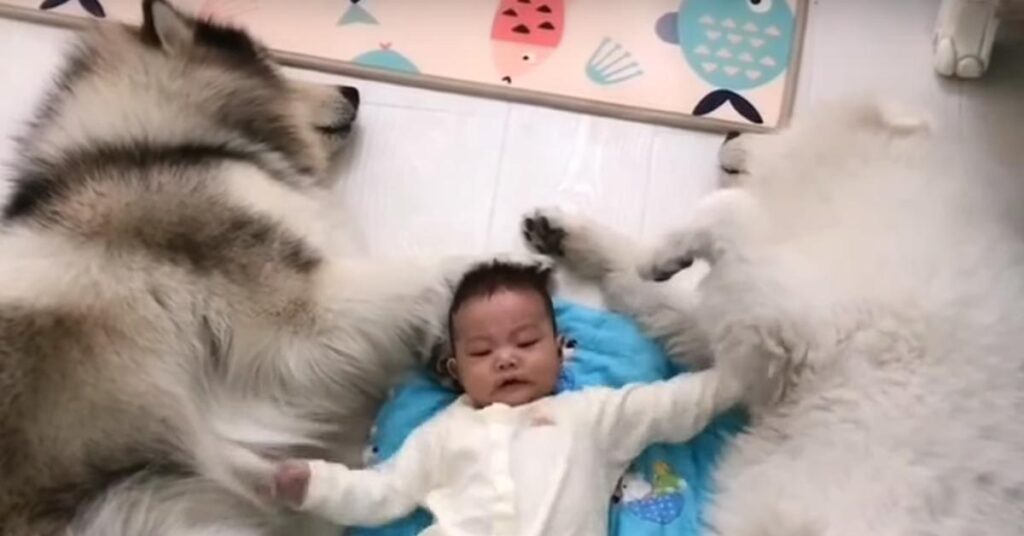 Alaskan Malamute e Samoiedo con un bambino