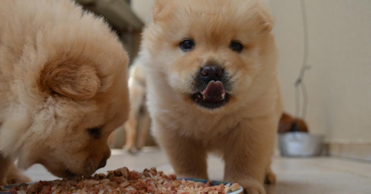 L’Husky è entusiasta di riunirsi con i teneri cuccioli di Chow Chow (video)