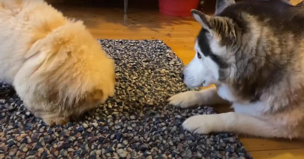 Husky che osserva un cucciolo di Chow Chow