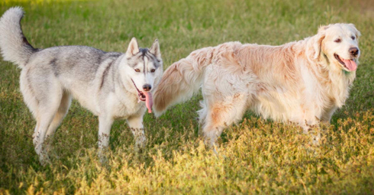 L’Husky e il Golden Retriever affrontano un dispenser automatico di cibo e il risultato è esilarante (video)