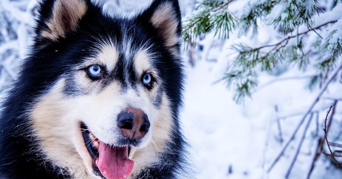 L’Husky e l’anatra sono i migliori amici che non ti aspetti (video)