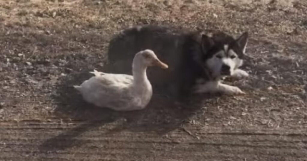 Husky con un'anatra