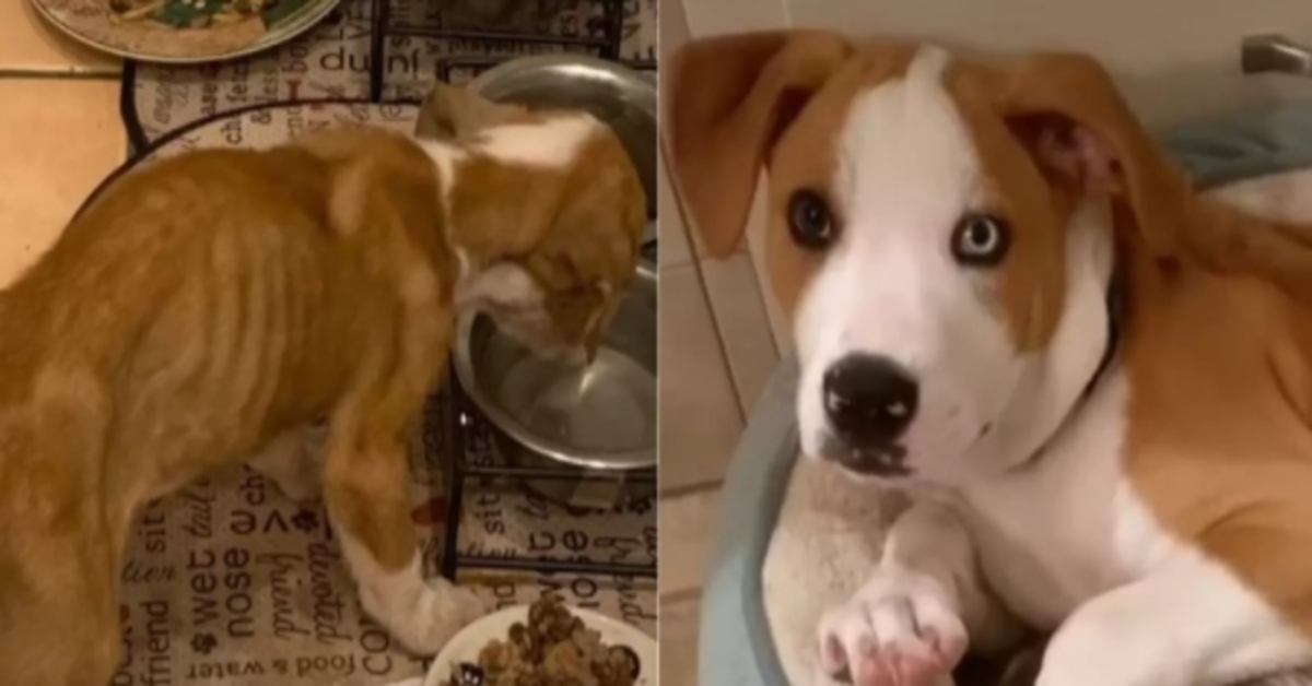 L’emozionante trasformazione di Jiminy Cricket, un cucciolo di Pitbull abbandonato insieme ai suoi fratelli (VIDEO)