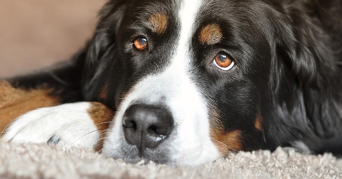 L’enorme Bovaro del Bernese ha paura di una tartaruga minuscola (video)