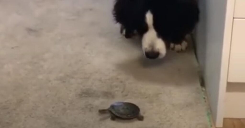 Bovaro del Bernese con una tartaruga