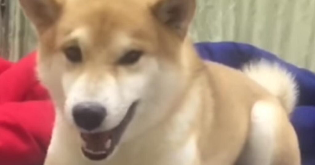 Shiba Inu che ride