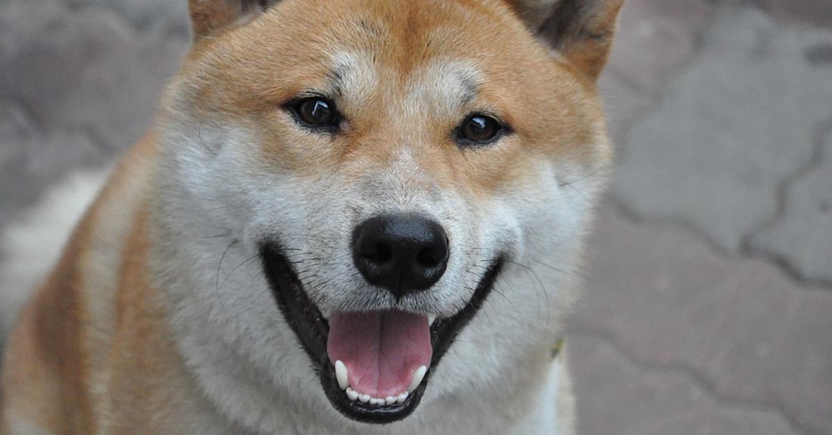 Lo Shiba Inu canta al karaoke insieme al suo proprietario (video)