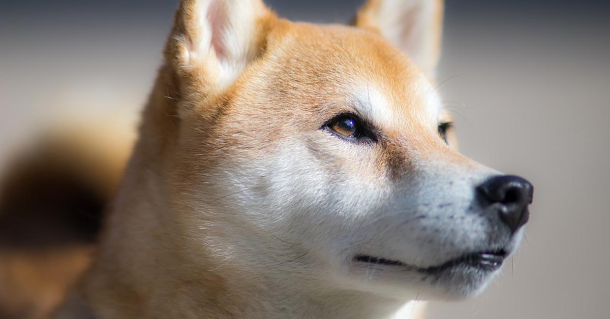 Lo Shiba Inu e il bambino adorano giocare insieme e la loro amicizia emoziona il web (video)