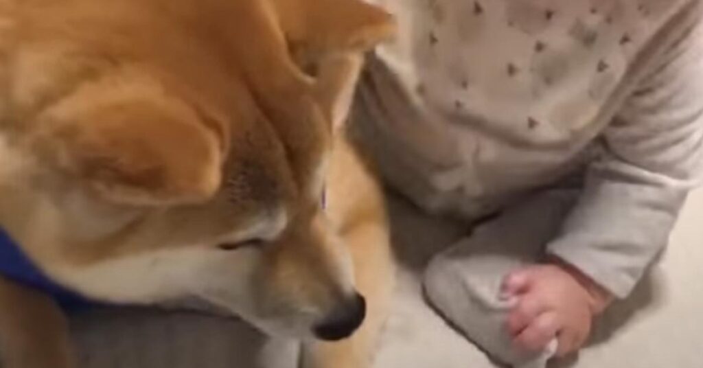 Shiba Inu che un bambino