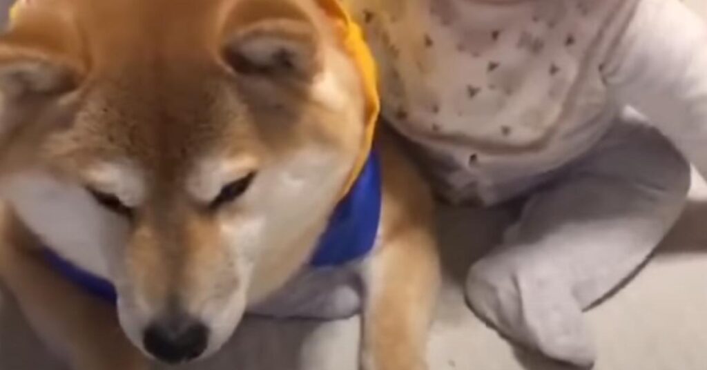 Shiba Inu che un bambino