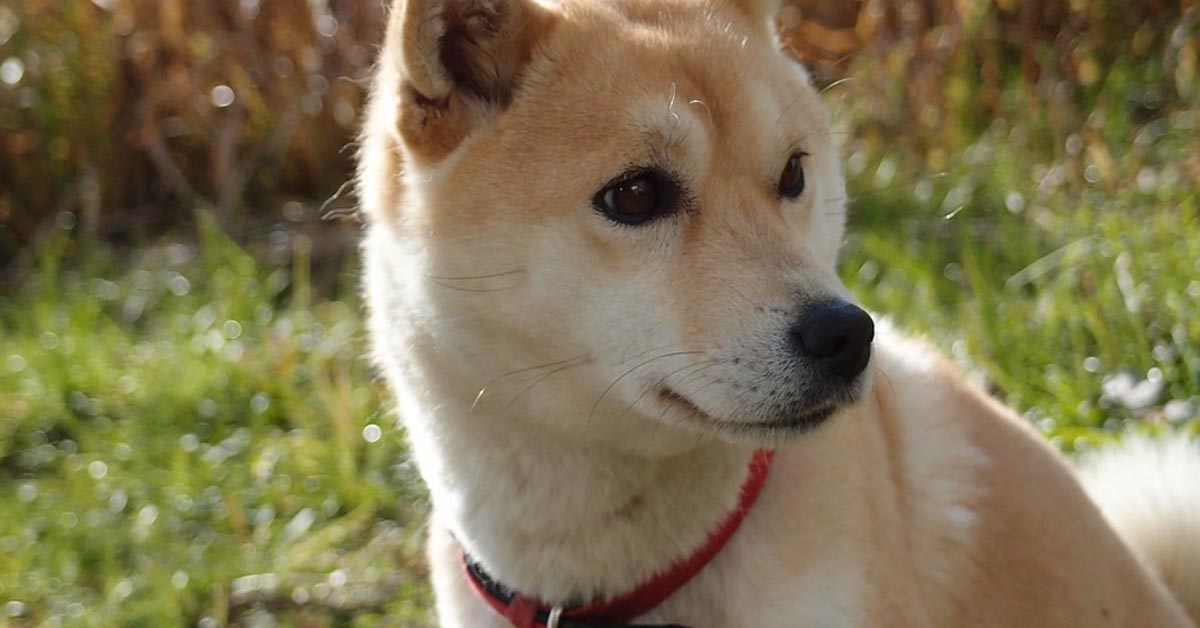 Lo Shiba Inu ha paura di un piccolo peluche e il momento è tenerissimo (video)