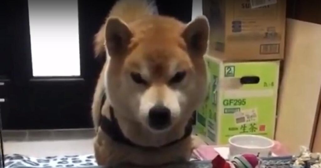 Shiba Inu che osserva