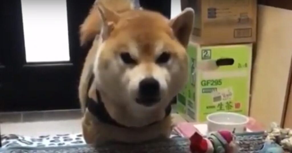 Shiba Inu che osserva