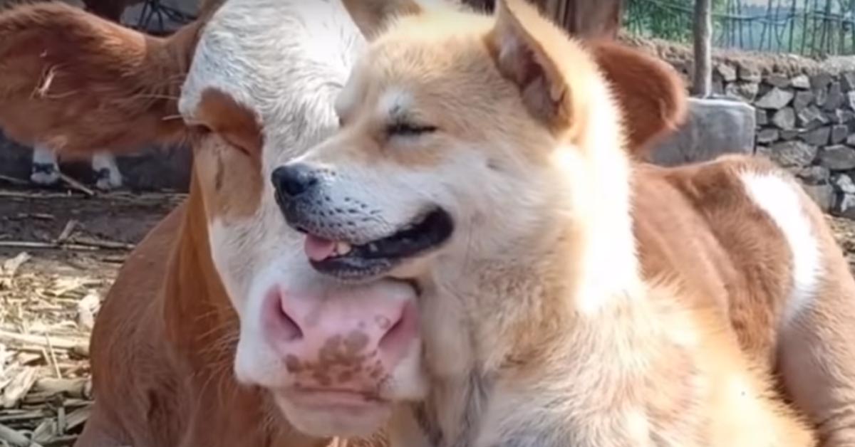 Lo Shiba Inu ha una migliore amica davvero speciale, una tenerissima mucca (video)