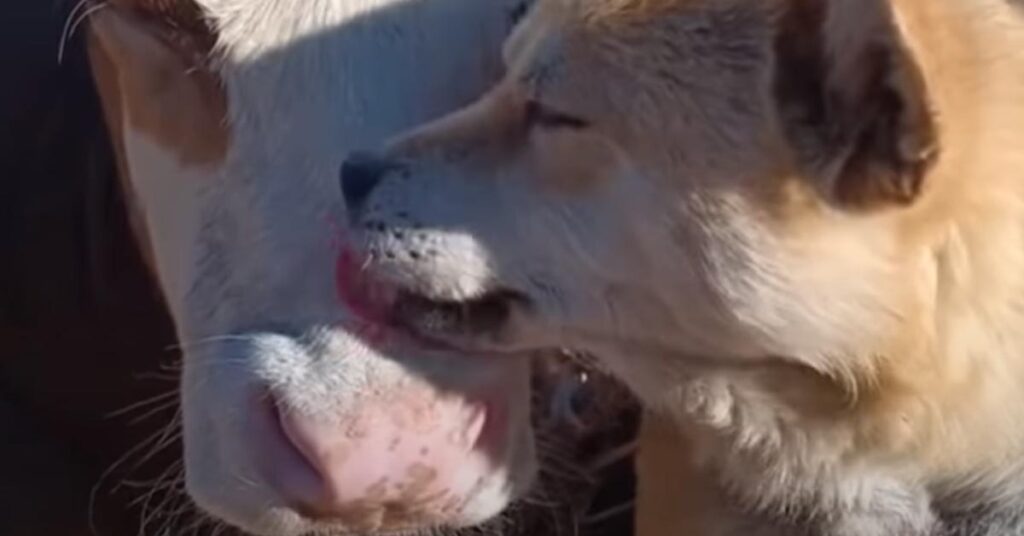 Shiba Inu con una mucca