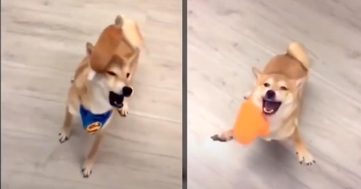 Lo Shiba Inu non riesce ad acchiappare i giocattoli al volo e la sua terribile performance è virale (video)