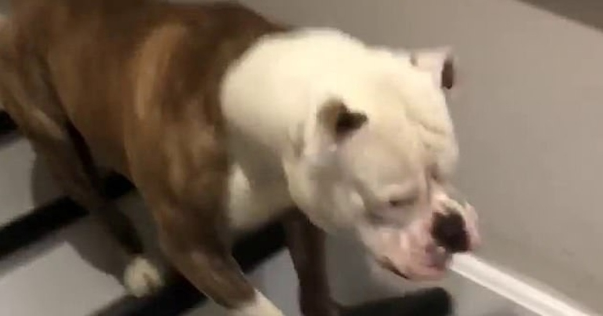 Groote American Bulldog scale video