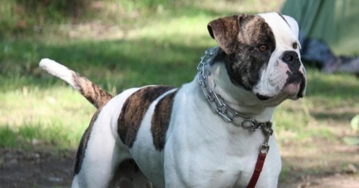 Lo strano modo di scendere le scale di Groote, un simpatico American Bulldog (VIDEO)