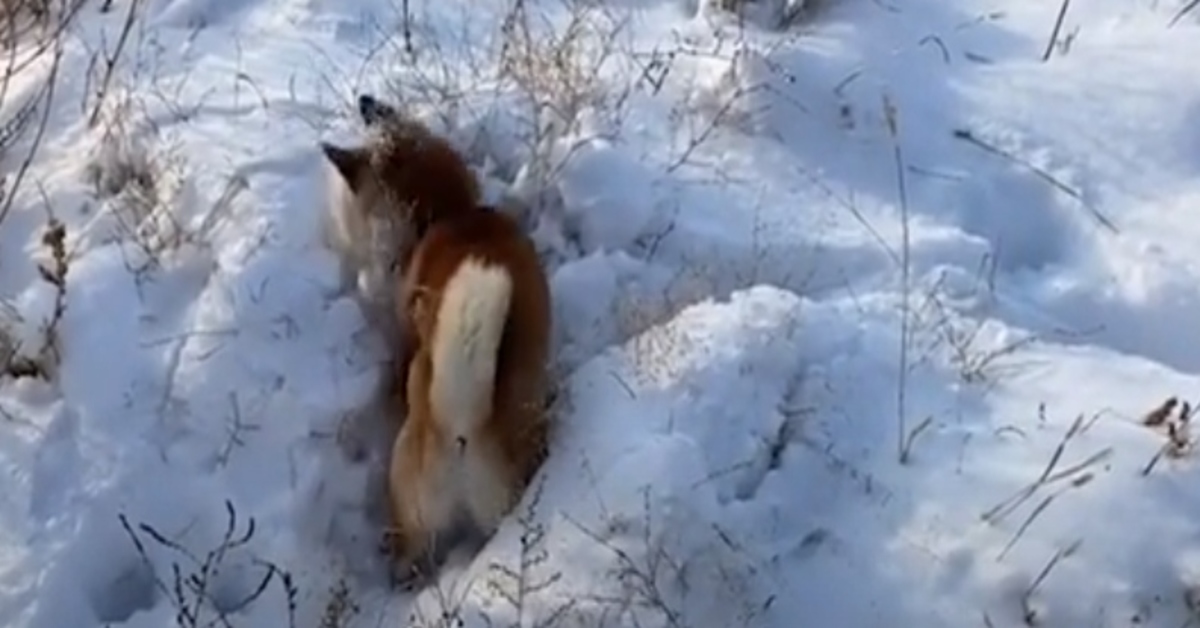 Ma Tuan Shiba Inu neve video