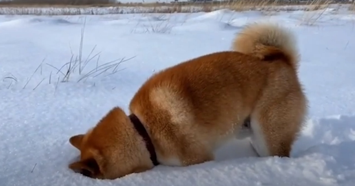 Ma Tuan Shiba Inu neve video