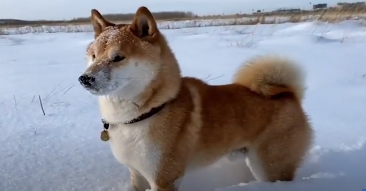 Ma Tuan, lo Shiba Inu che gioca con la neve in un modo davvero insolito (VIDEO)